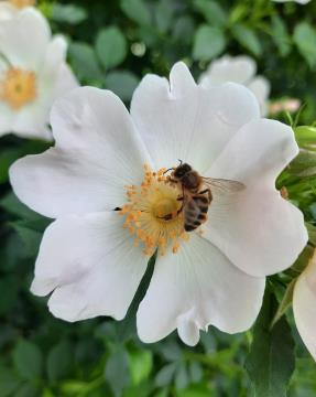 F2, Čebela in rastlinski svet (2021), Vestno delo, Voranc Ogris7, OŠ Prežihovega Voranca Ravne na Koroškem, SLO